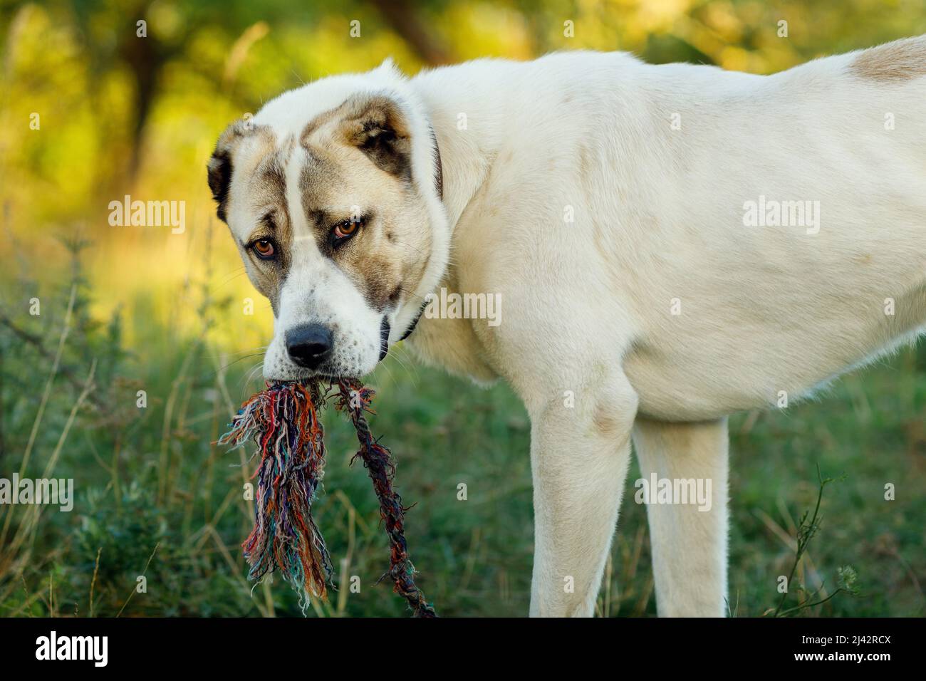 Central Asian Shepherd dog biting a large rope stands in a summer meadow and looks at us. Stock Photo