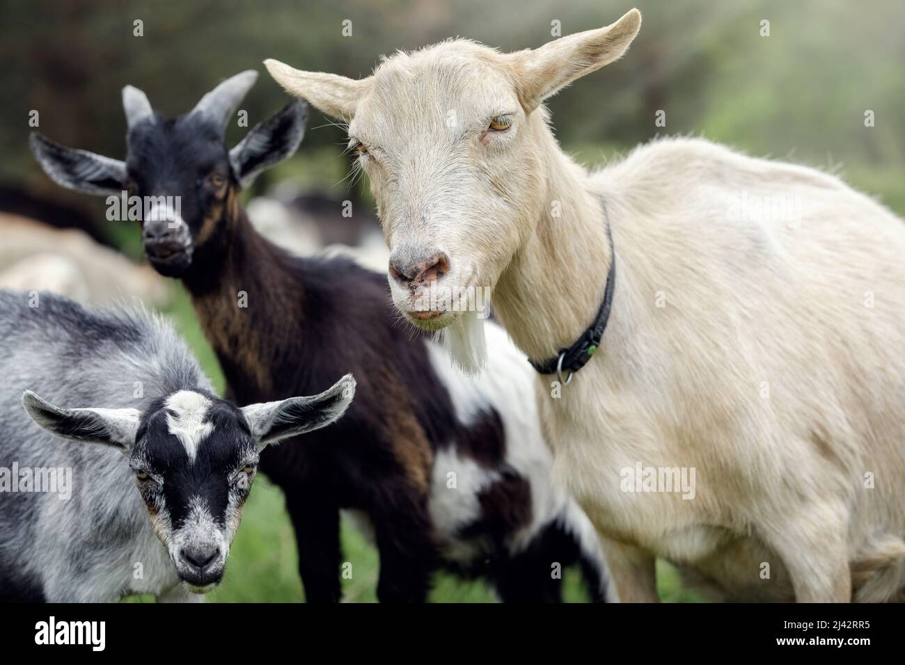 Flock of goats became very interested in the camera. Free-range goat grazing. Stock Photo