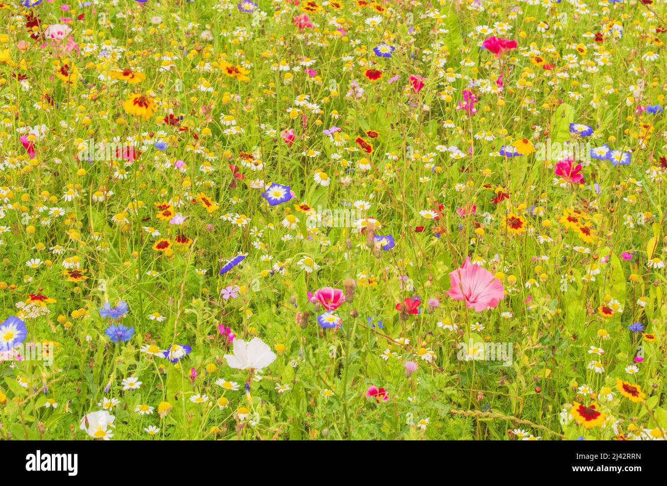 The fabulous colours all around in the Wildflower Meadow Stock Photo