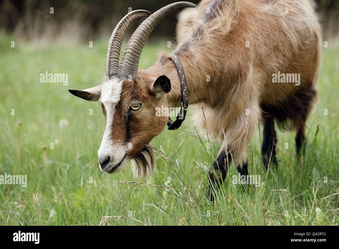Close-up portrait of brown goat with long curved horns in a meadow. Stock Photo