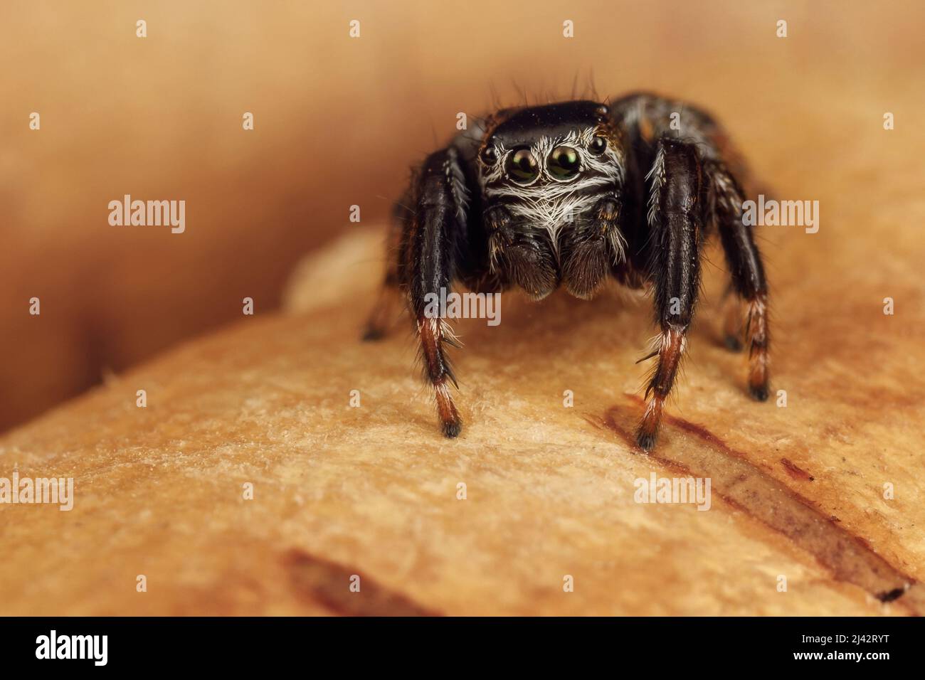 Hairy, black jumping spider sits on a birch bark and shows of eyes ...