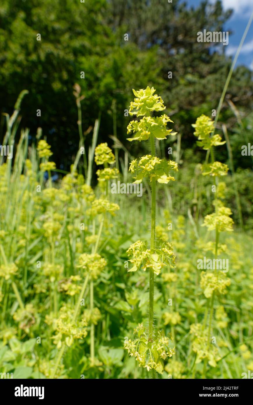 Crosswort (Cruciata laevipes = Galium cruciata) stand flowering on a chalk grassland slope, Murhill Bank Nature Reserve, Wiltshire, UK, June. Stock Photo