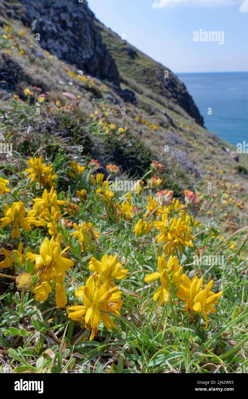 Dyer’s Greenwood (Genista tinctoria littoralis), low growing coastal subspecies of this grassland plant, flowering in a clump on clifftop, Cornwall UK Stock Photo