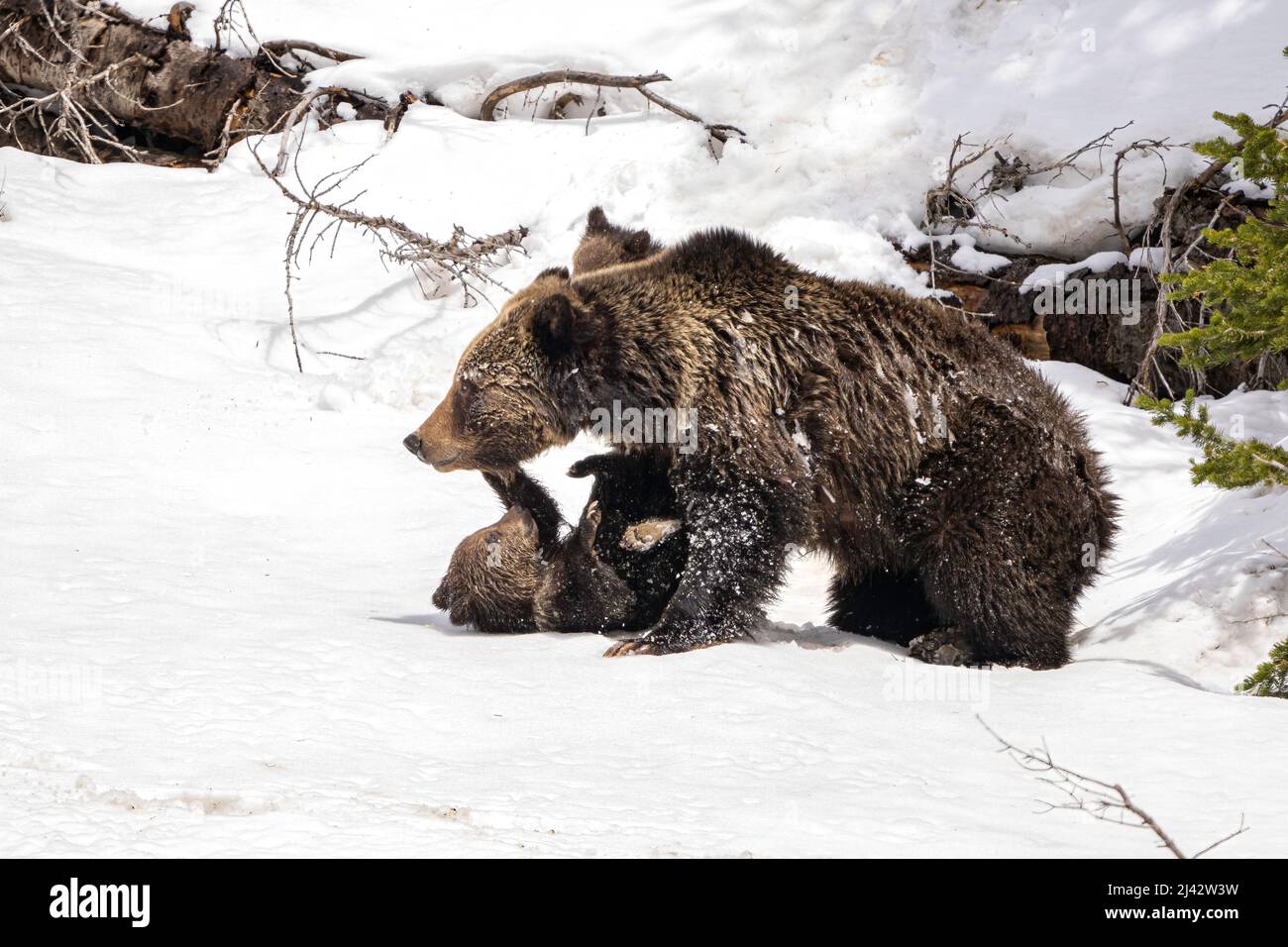 Grizzly Bear and Cubs Stock Photo