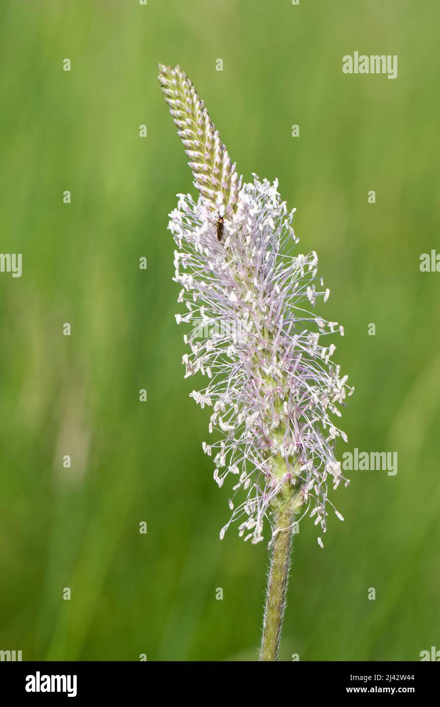 Hoary plantain (Plantago media) flowering in a chalk grassland meadow, Wiltshire, UK, June. Stock Photo