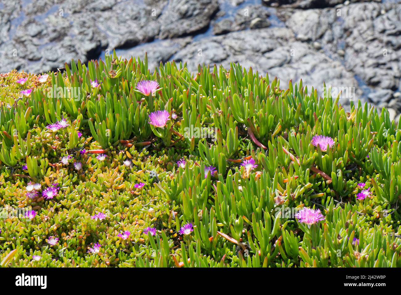 Purple dewplant (Disphyma crassifolium) and Hottentot fig / Ice plant (Carpobrotus edulis) carpet on coastal clifftop, Lizard Point, Cornwall, UK. Stock Photo