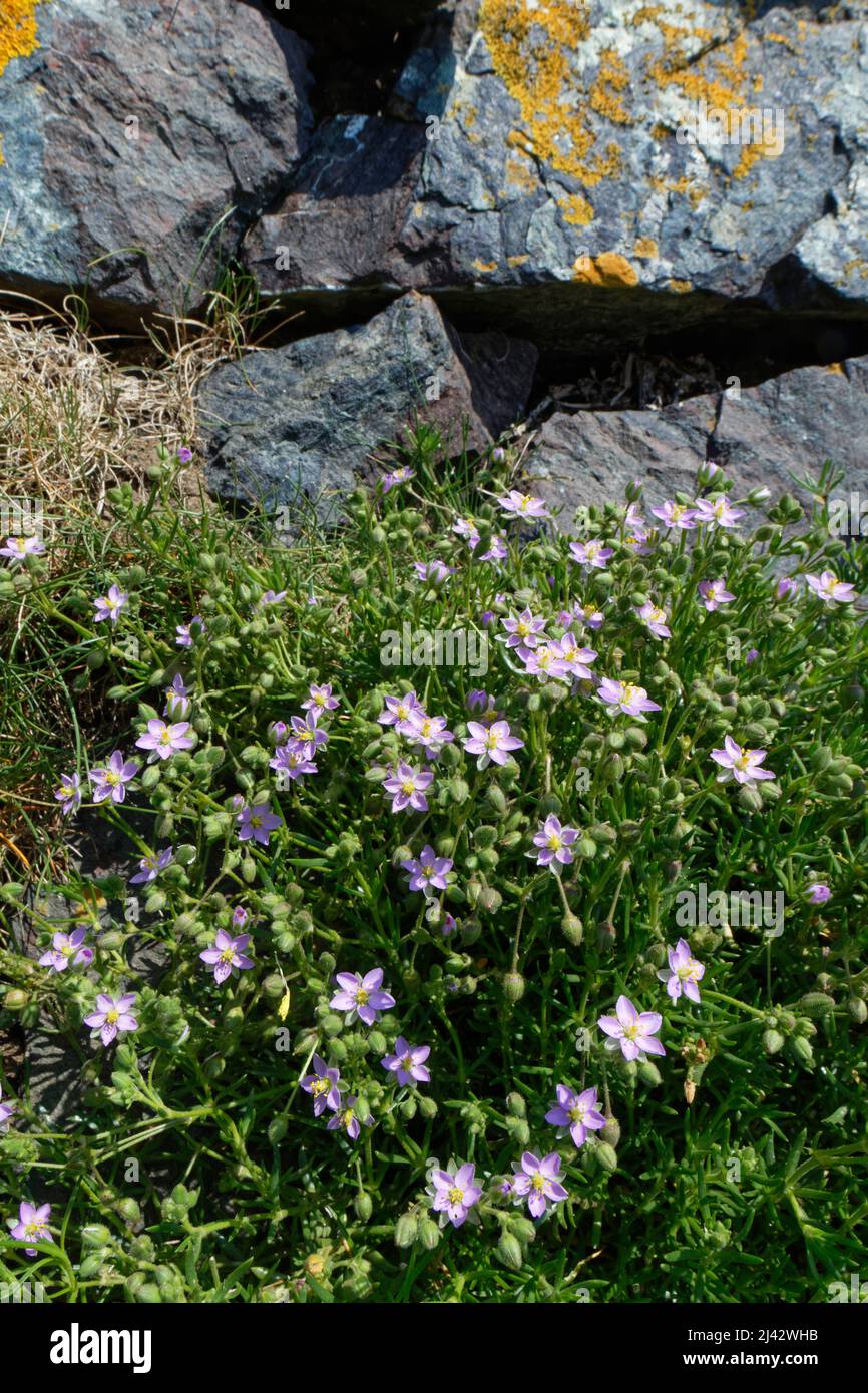 Rock sea spurrey (Spergularia rupicola) clump flowering by old stone wall beside the coast path, Lizard Point, Cornwall, UK, June. Stock Photo