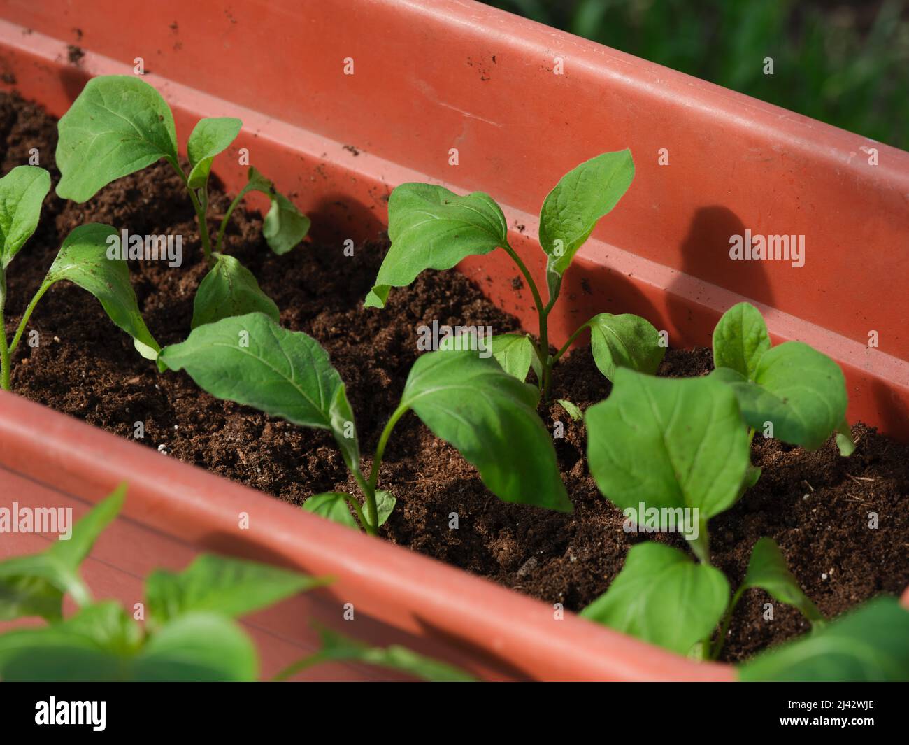 Eggplant seedlings in a plastic crate. Close up. Stock Photo