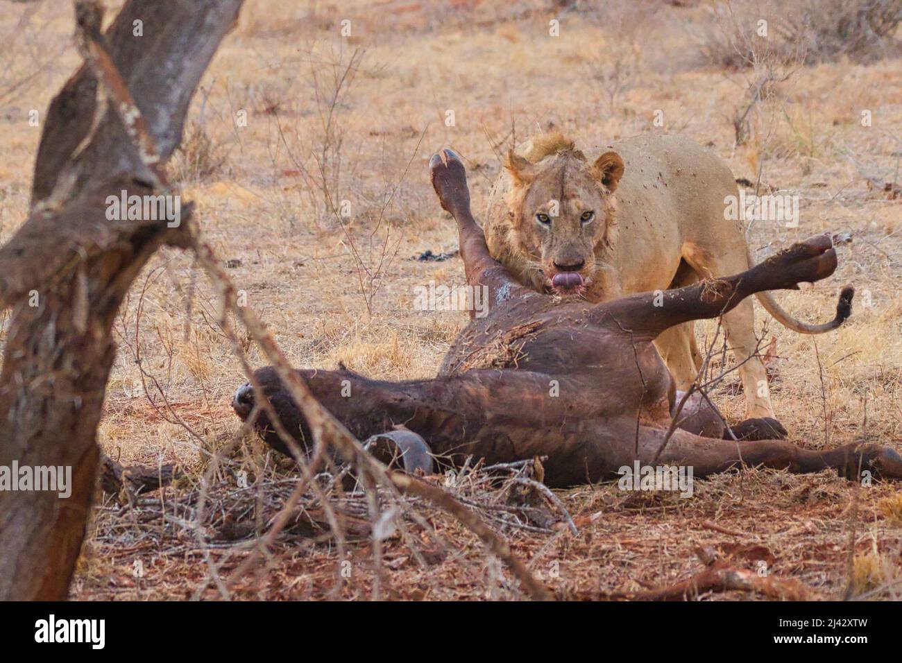 Lion with a dead African buffalo as prey. Stock Photo
