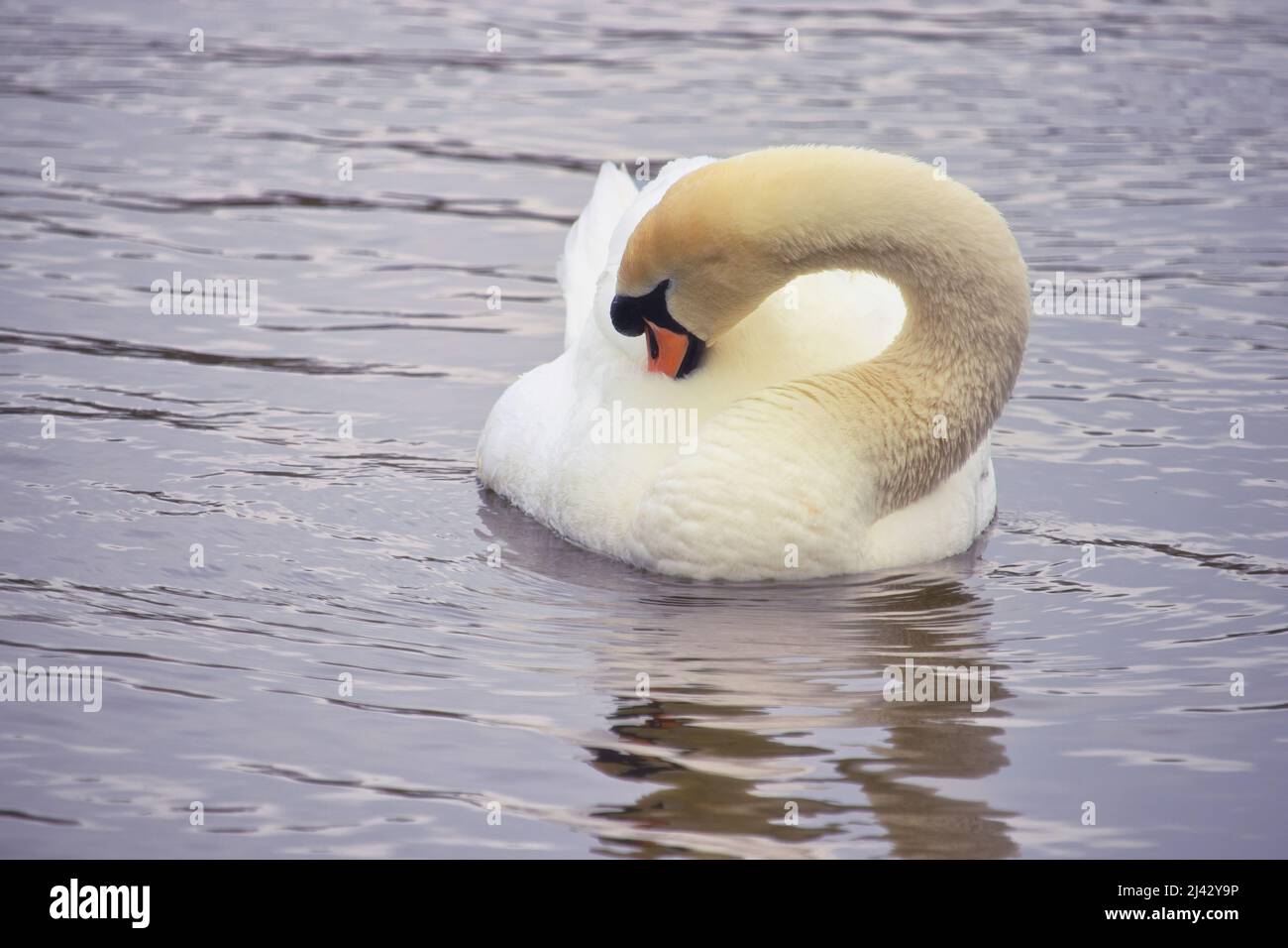 A swan grooming on a park lake Stock Photo