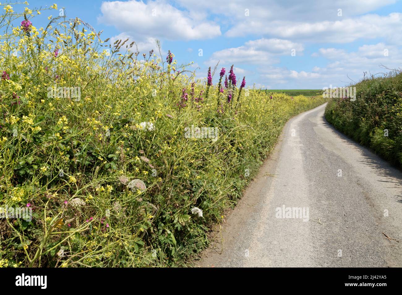 Sea radish (Raphanus raphanistrum maritimus) and Foxgloves (Digitalis purpurea) flowering in profusion beside a country lane, Lizard Point, Cornwall. Stock Photo