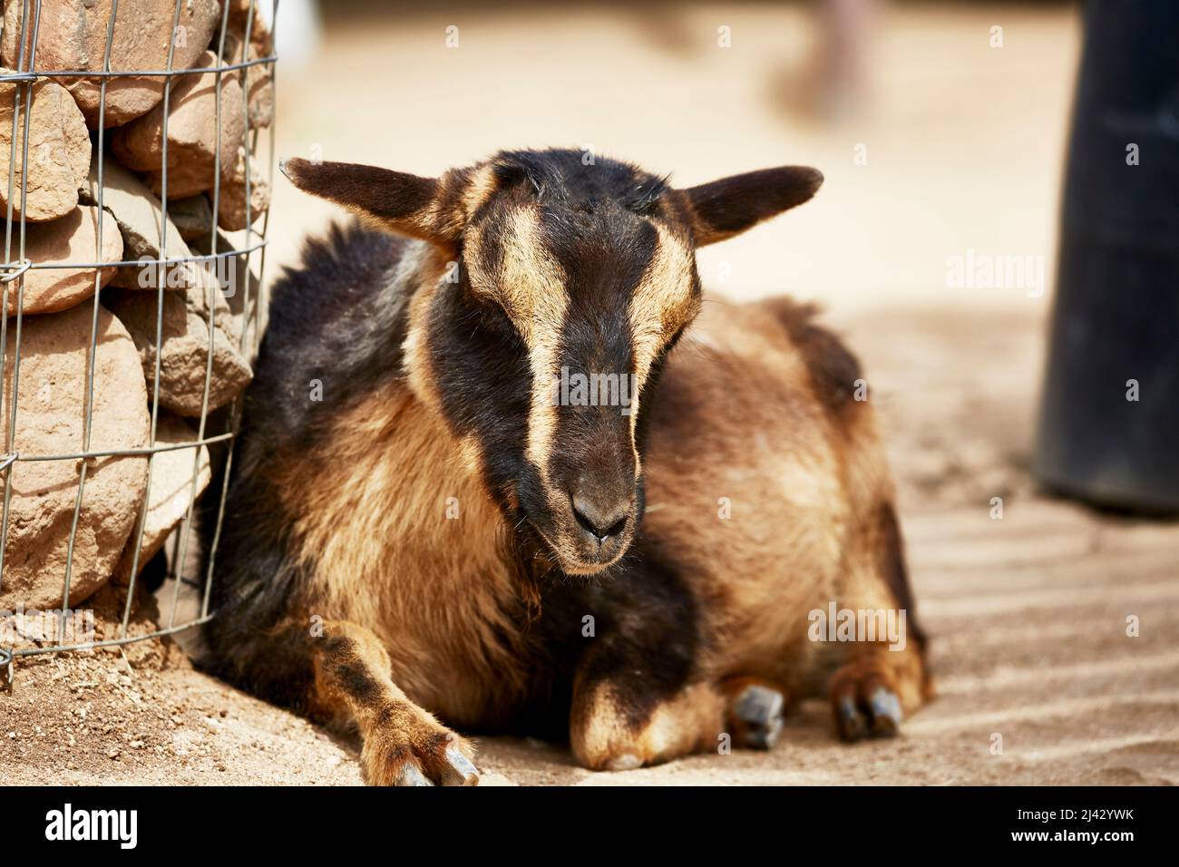 A domesticated goat sleeping in the shade Stock Photo
