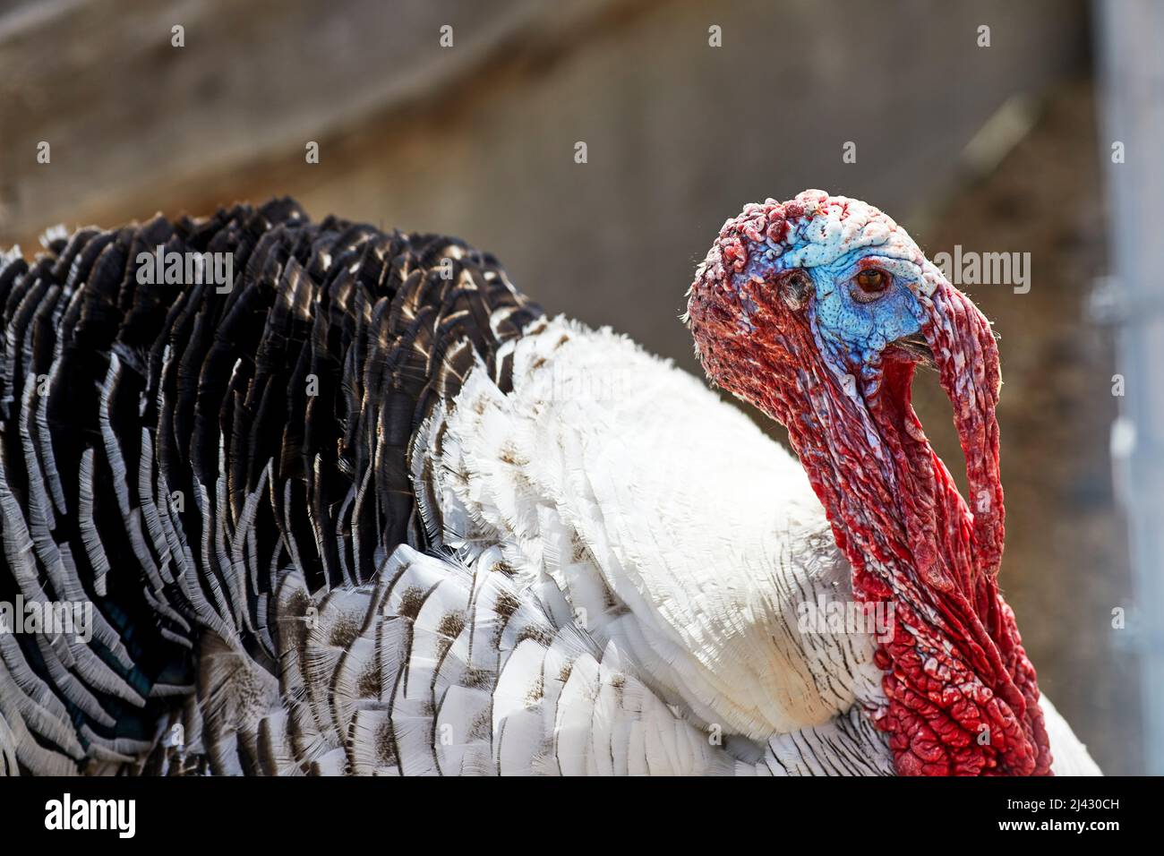 Profile of a turkey with shallow depth of field Stock Photo