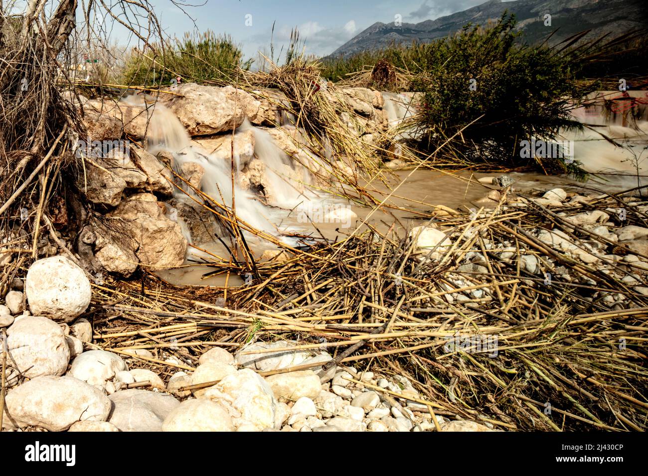 Invasive Reeds From Australia Environmental landscape of invasive reeds (Phragmites australis) tossed ...
