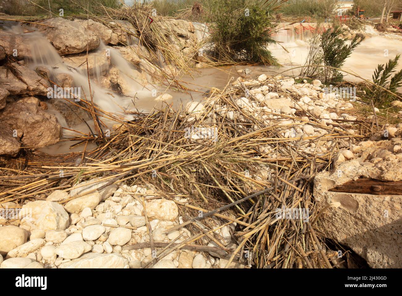 Invasive Reeds From Australia Environmental landscape of invasive reeds (Phragmites australis) tossed ...