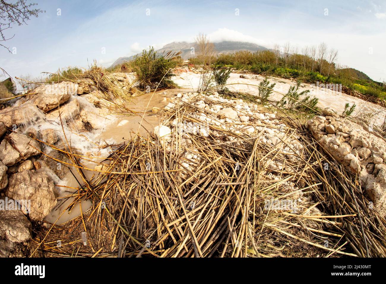 Environmental landscape of invasive reeds (Phragmites australis) tossed ...