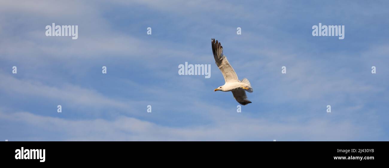 white seagull flies high in the blue sky with white clouds Stock Photo ...