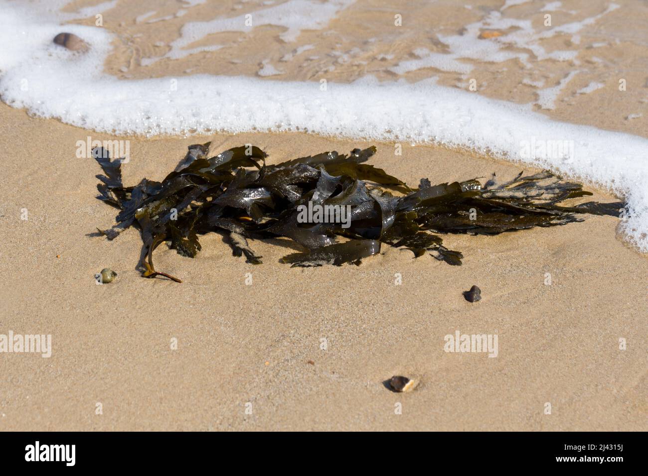 Seaweed on the seashore closeup. Stock Photo