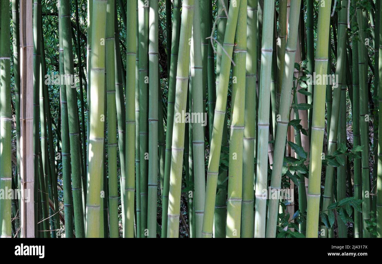 Japanese canes hi-res stock photography and images - Alamy