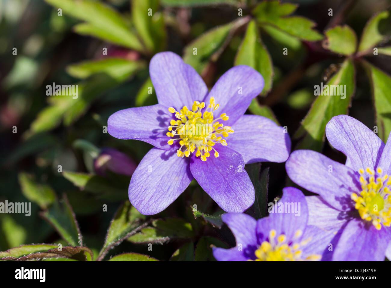Anemone nemorosa 'Allenii' AGM, Wood anemone flowers closeup in spring UK Stock Photo