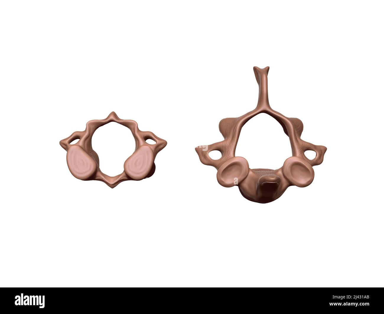 Cervical Tag anatomy of the cervical vertebrae, 3D-rendering Stock Photo - Alamy