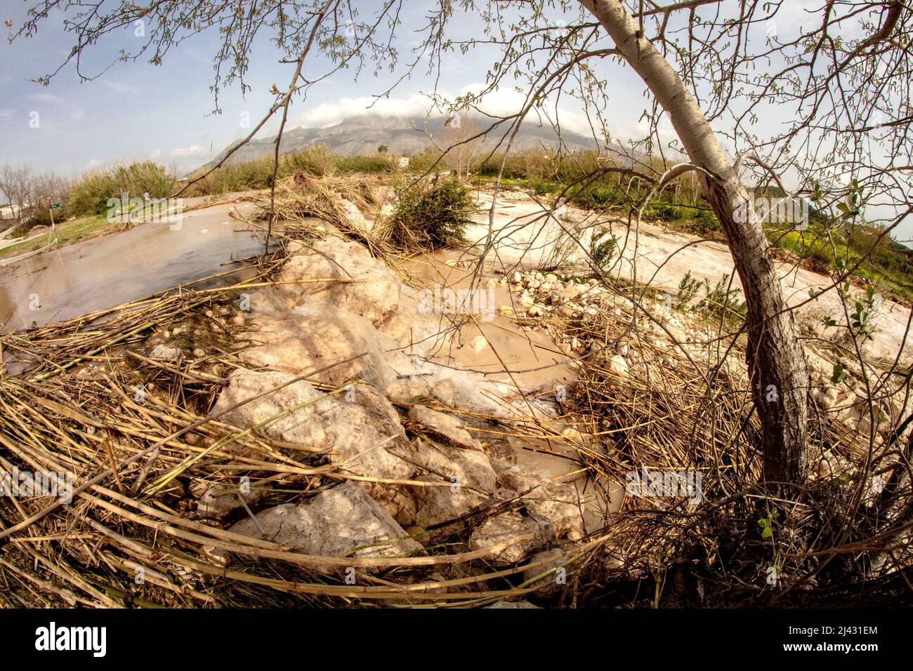 Invasive Reeds From Australia Environmental landscape of invasive reeds (Phragmites australis) tossed ...