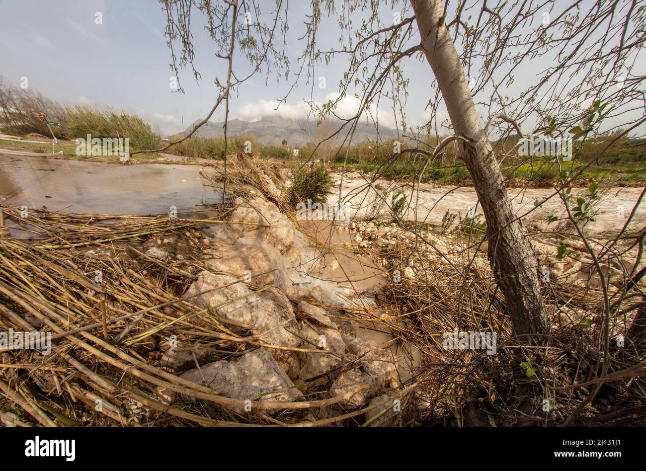 Invasive Reeds From Australia Environmental landscape of invasive reeds (Phragmites australis) tossed ...