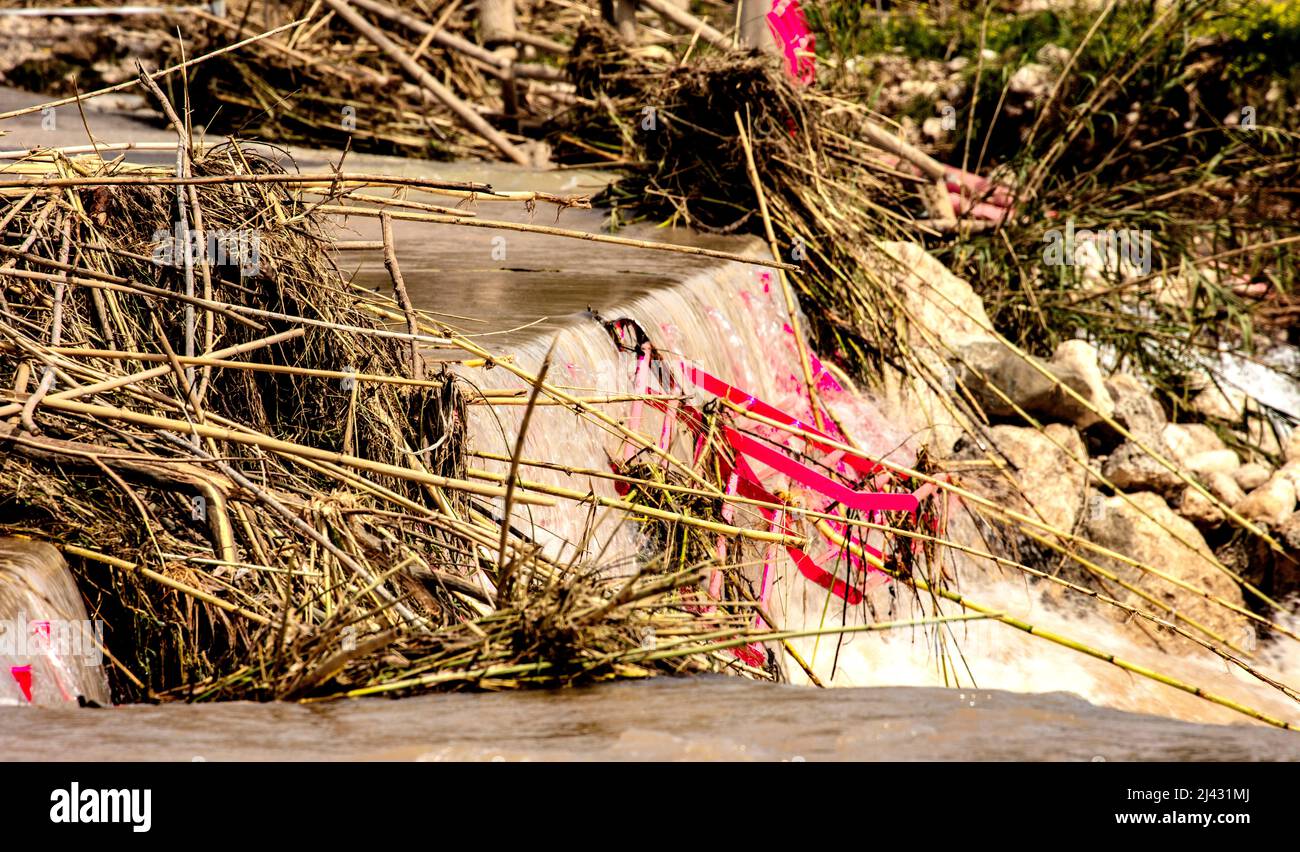 Invasive Reeds From Australia Environmental landscape of invasive reeds (Phragmites australis) tossed ...