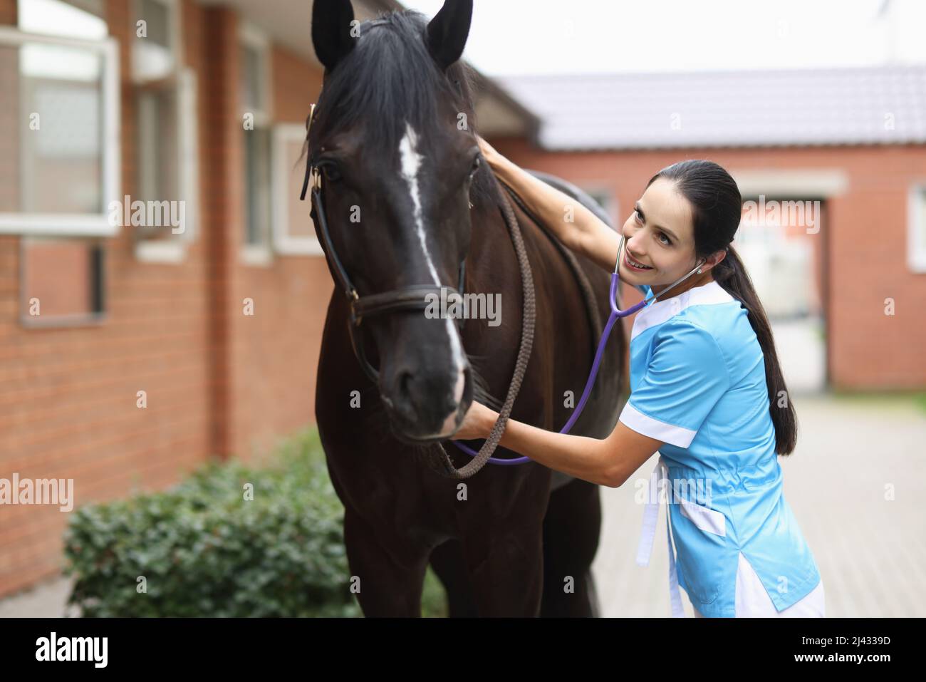 Veterinarian doctor listens with stethoscope to horse on farm Stock
