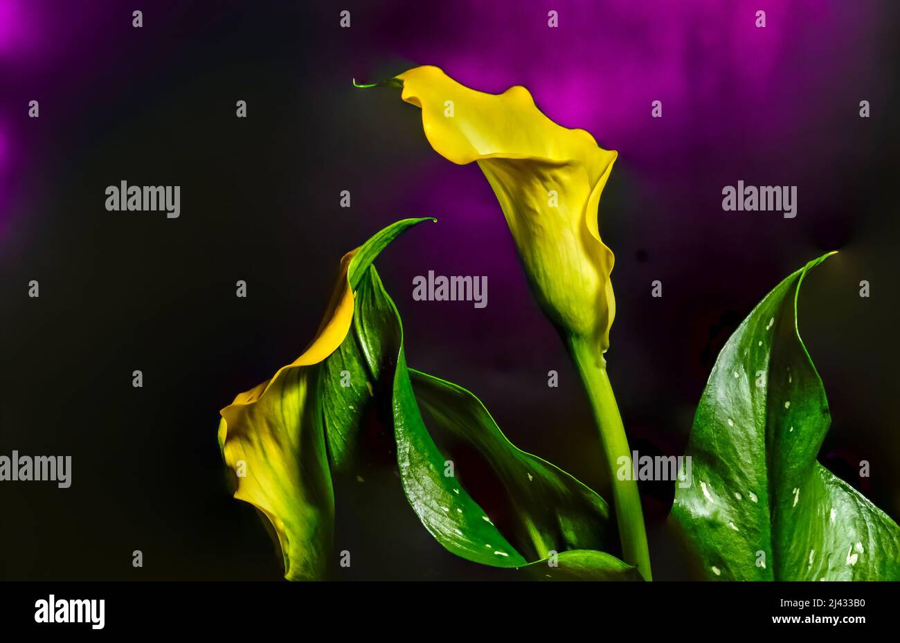 calla, zantedeschia, decorative yellow flower on a black background, speckled white spots on the leaves, macro Stock Photo