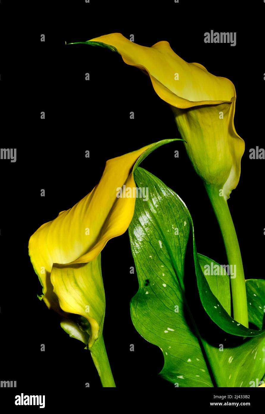 calla, zantedeschia, decorative yellow flower on a black background, speckled white spots on the leaves, macro Stock Photo