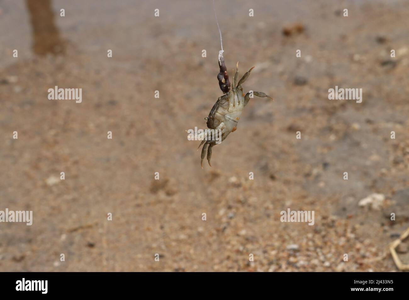 https://c8.alamy.com/comp/2J433N5/close-up-of-a-crab-picks-up-and-hanging-on-the-fishing-hook-worm-with-its-claw-while-a-village-boy-fishing-in-the-river-2J433N5.jpg