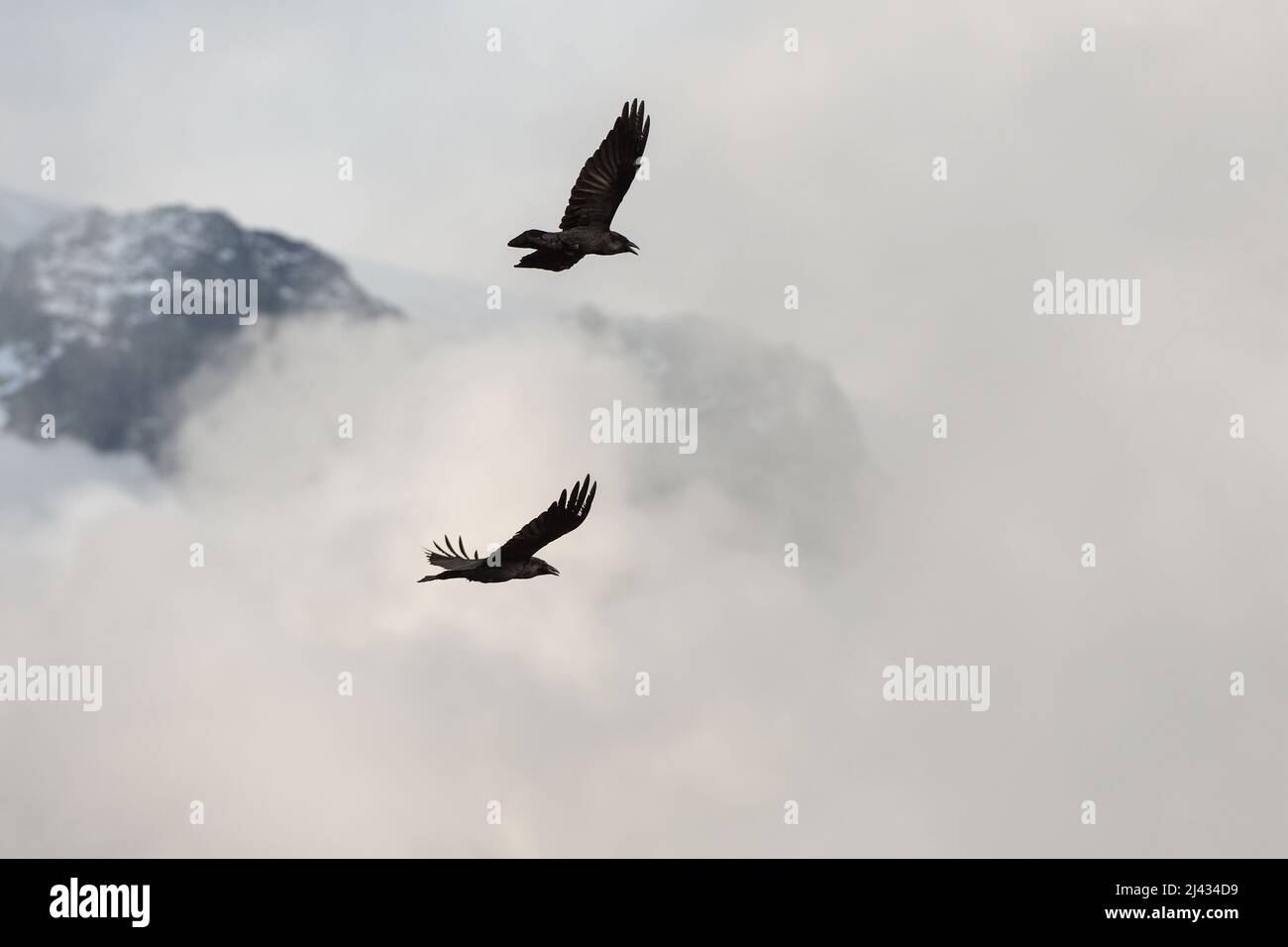 Two ravens fly in the air Stock Photo Alamy