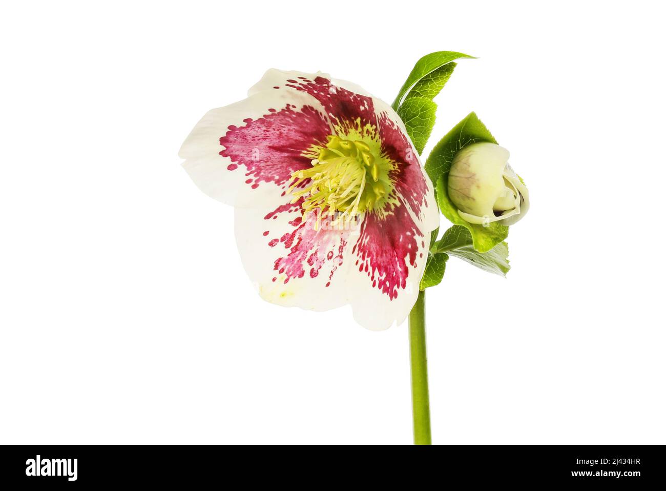 Hellebore flower and bud isolated against white Stock Photo