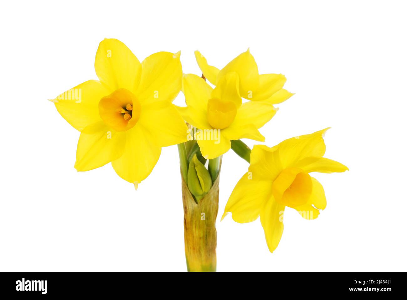 Closeup of narcissus flowers isolated against white Stock Photo