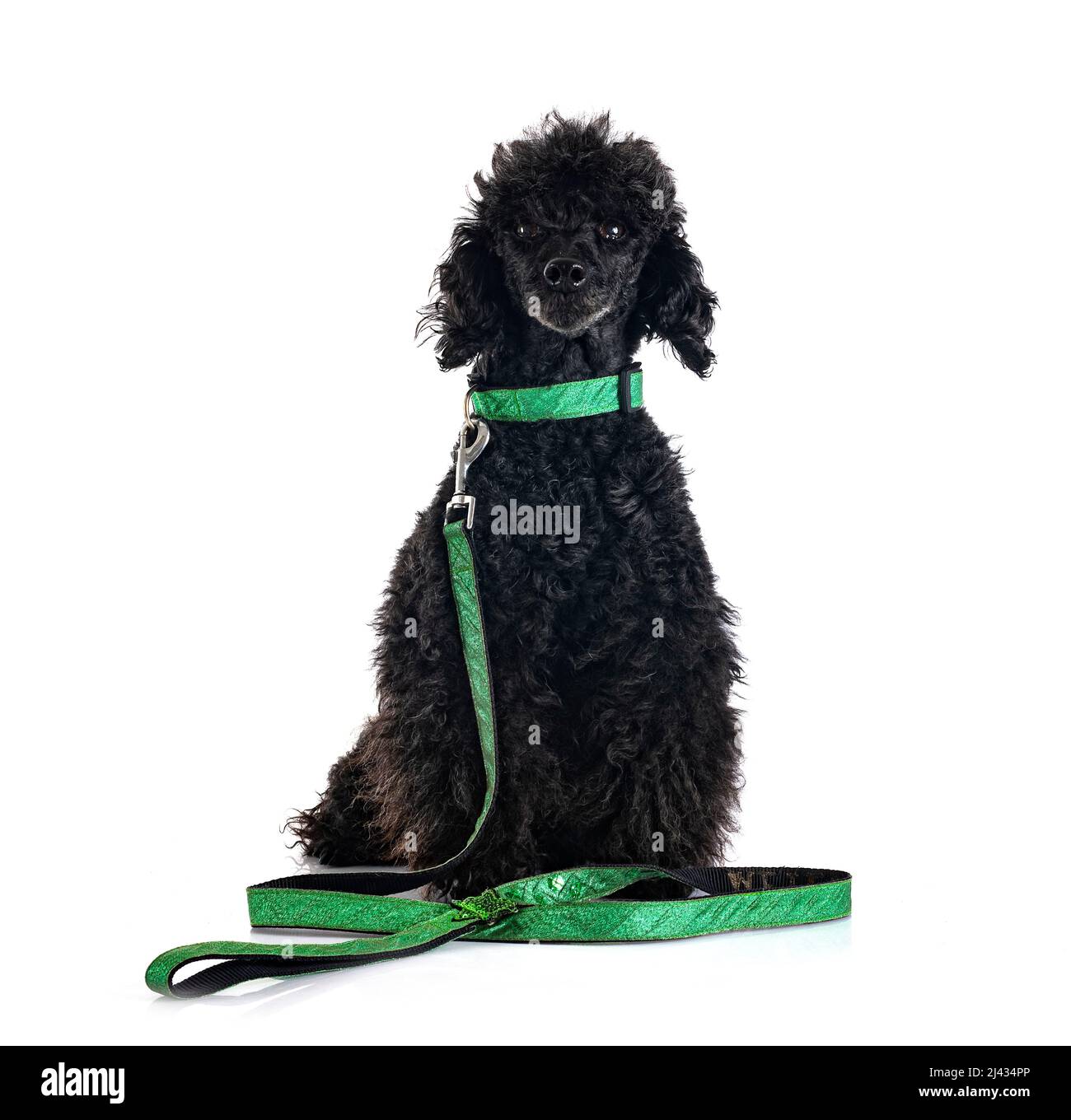 black poodle in front of white background Stock Photo - Alamy
