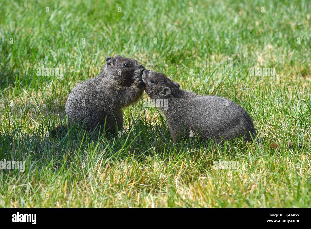 Two marmots playing on the grass Stock Photo