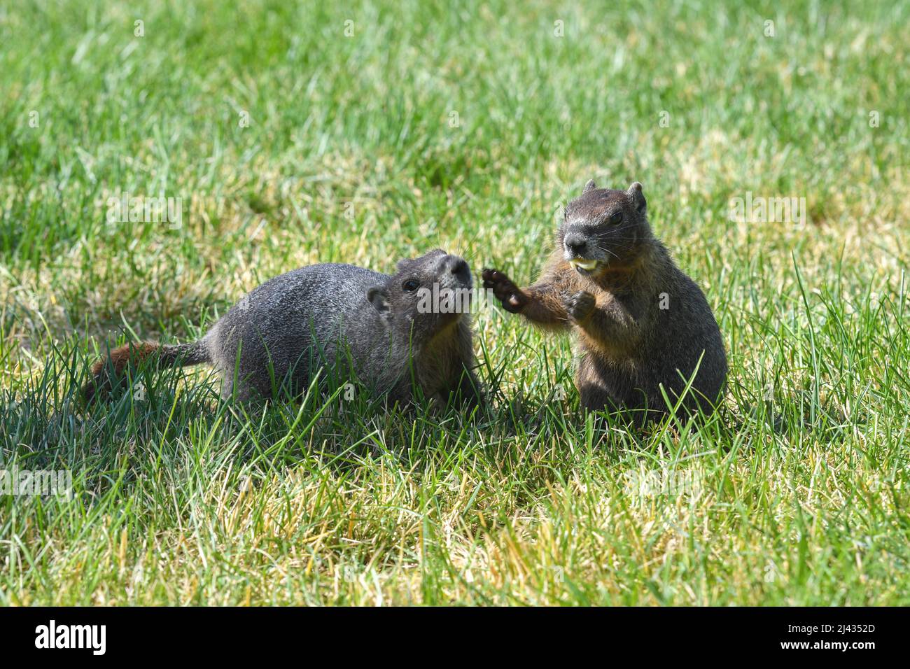 Two marmots playing on the grass Stock Photo