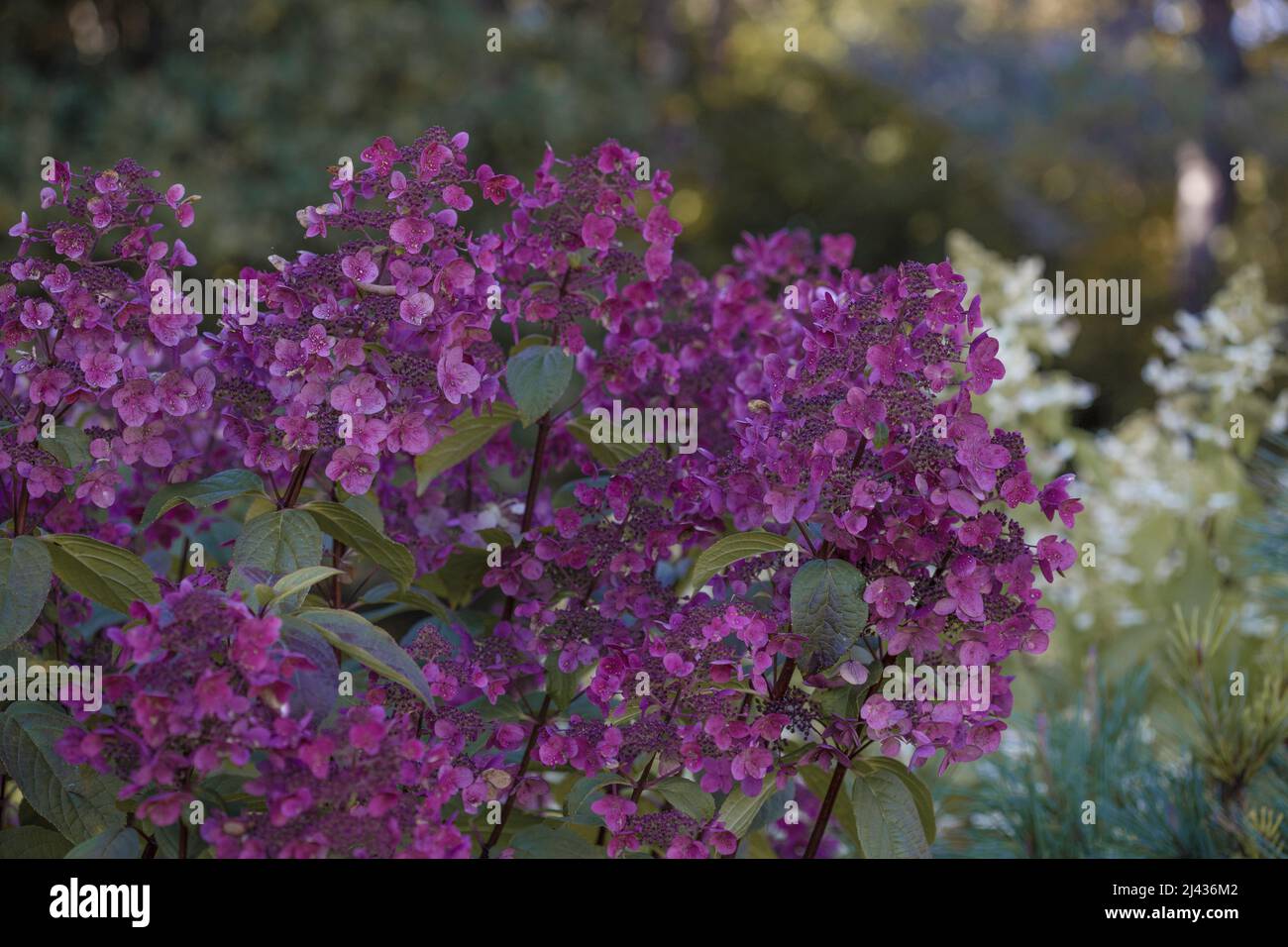 Hydrangea paniculata, the panicled hydrangea, is a species of flowering ...