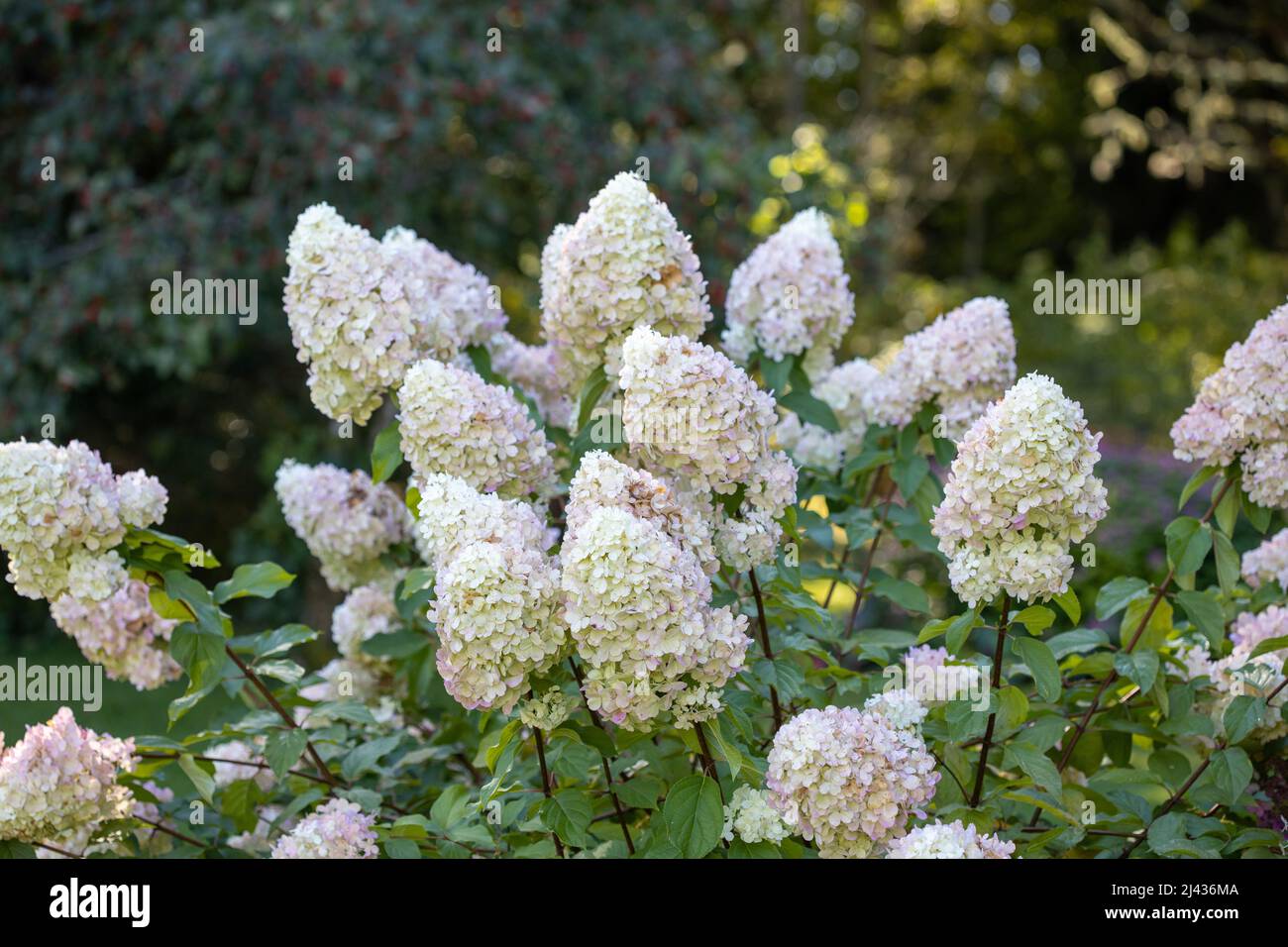 Hydrangea paniculata, the panicled hydrangea, is a species of flowering plant in the family Hydrangeaceae Stock Photo