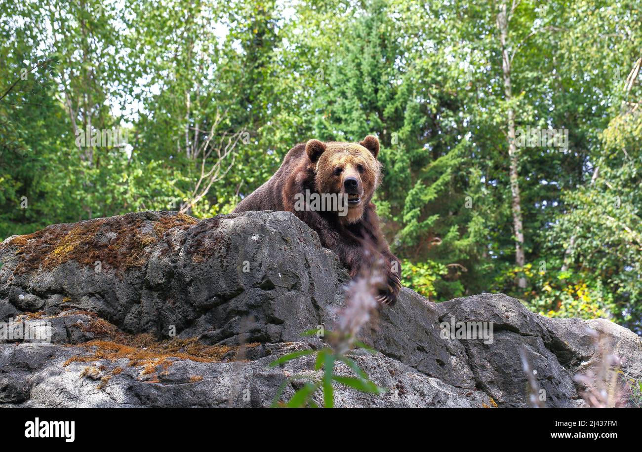 Large Brown Bear Stock Photo