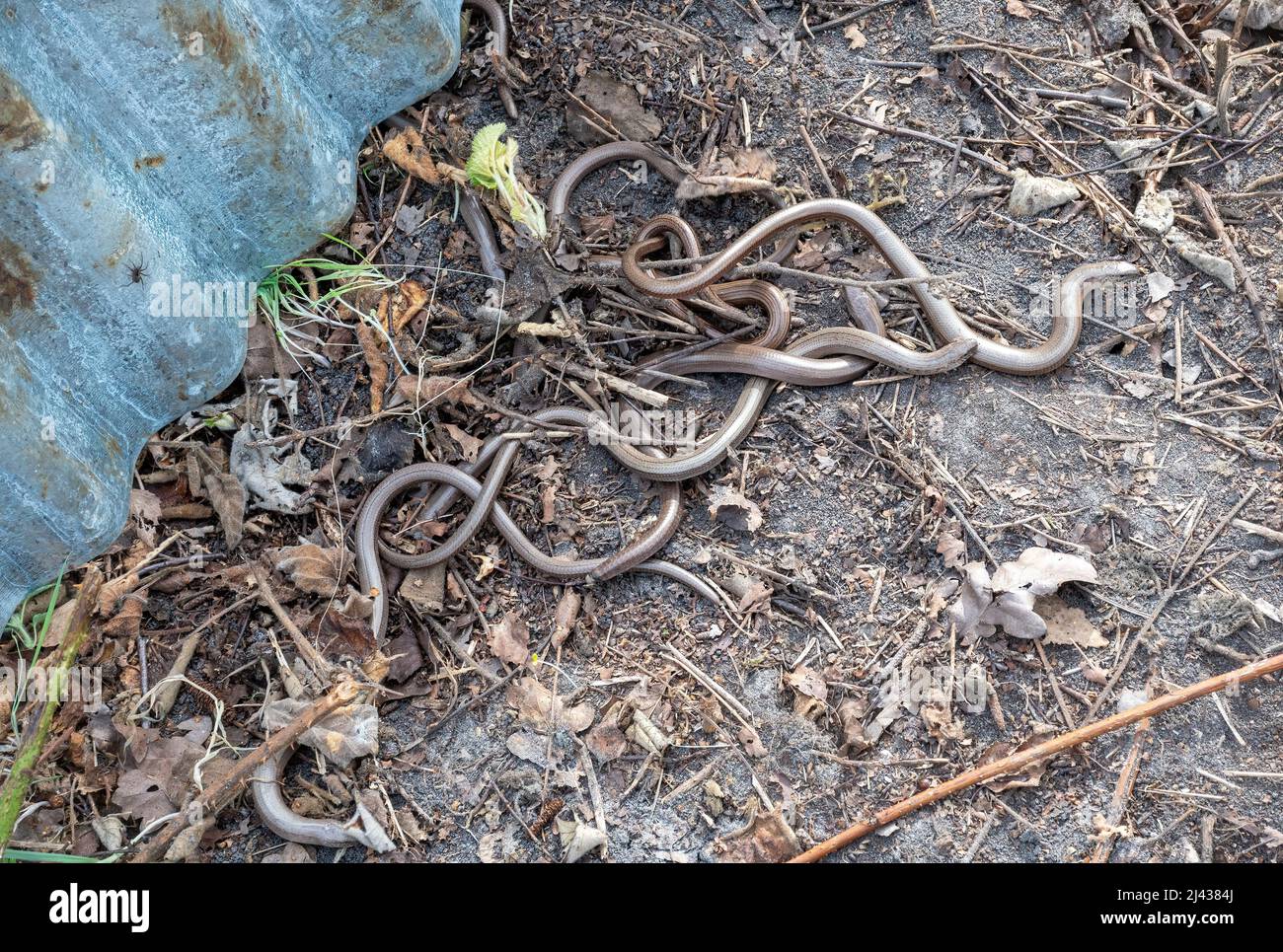 Lots of slow worms (Anguis fragilis) under a corrugated metal refugia used to survey reptiles, UK Stock Photo