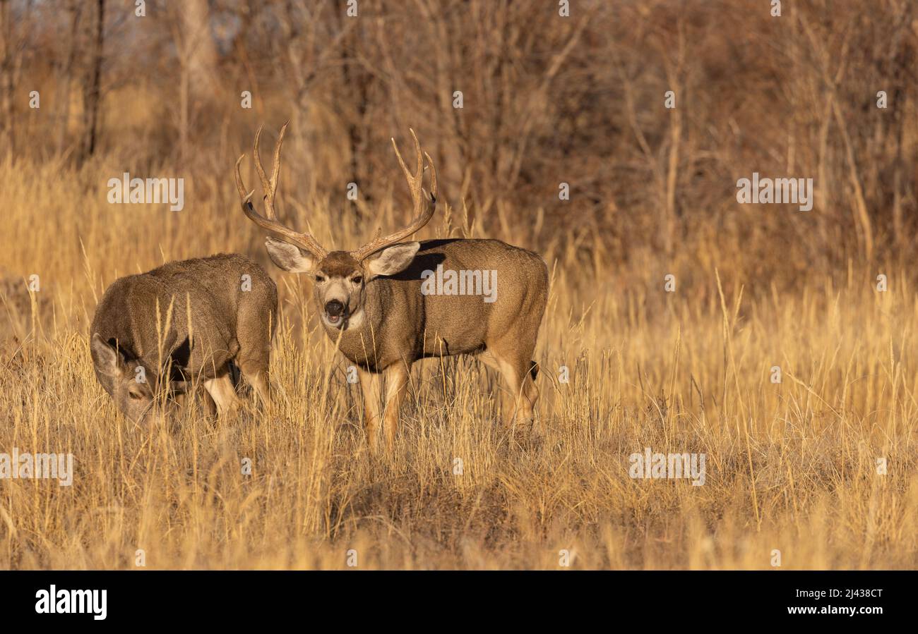 Mule Deer Buck and Doe in the Fall Rut in Colorado Stock Photo Alamy