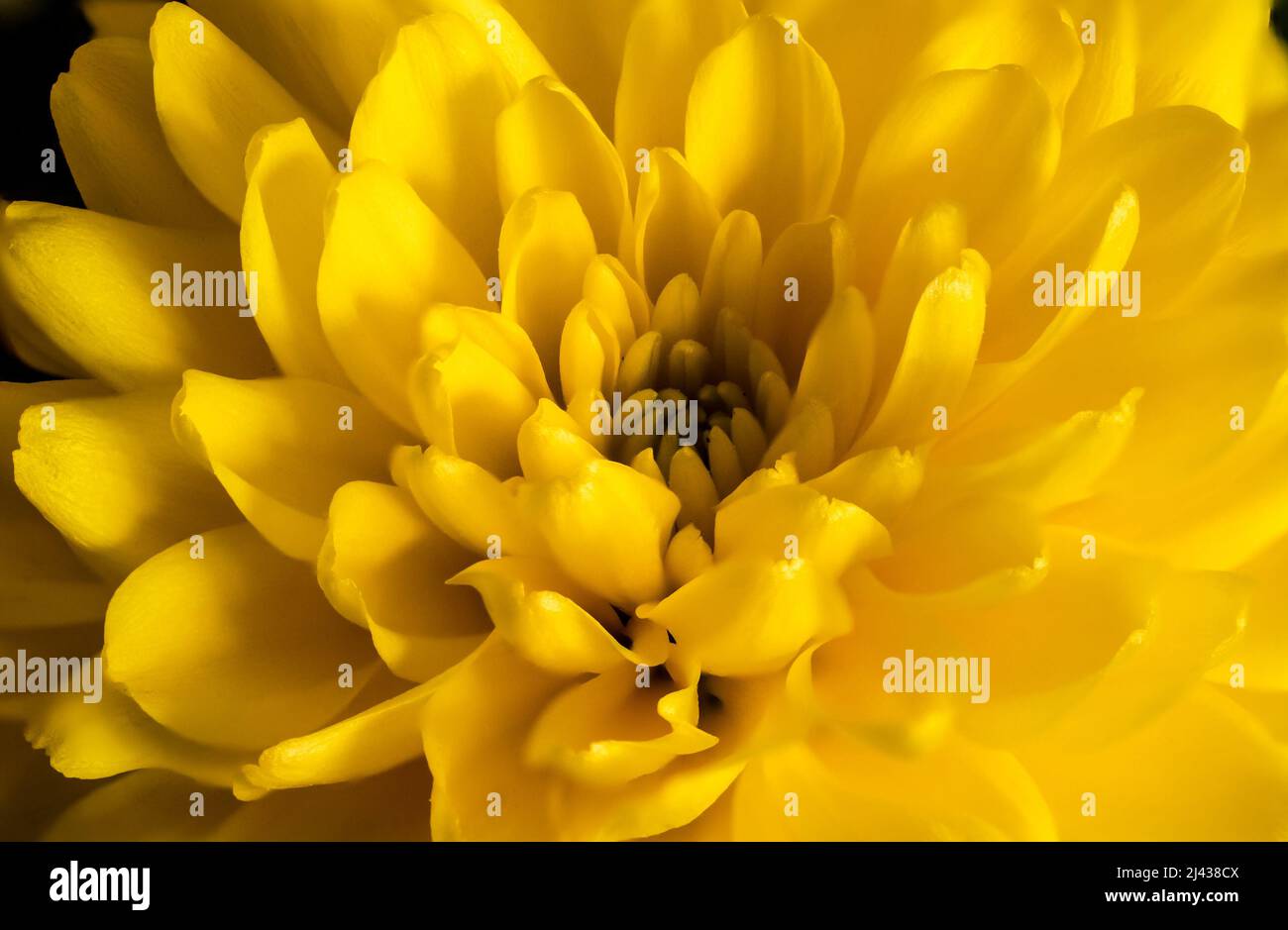 chrysanthemum, yellow flowers of the Asteraceae family Stock Photo Alamy