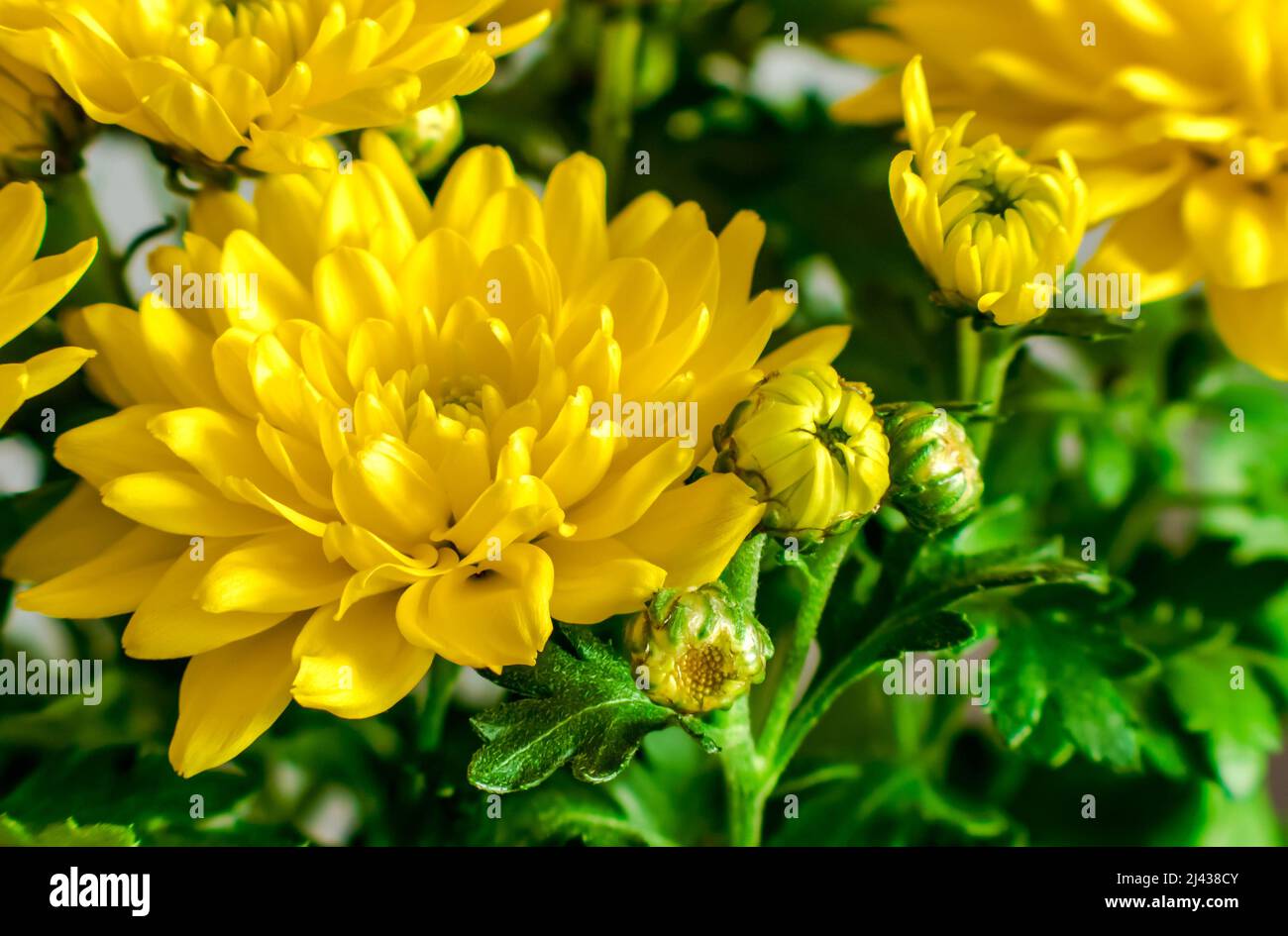 chrysanthemum, yellow flowers of the Asteraceae family Stock Photo Alamy