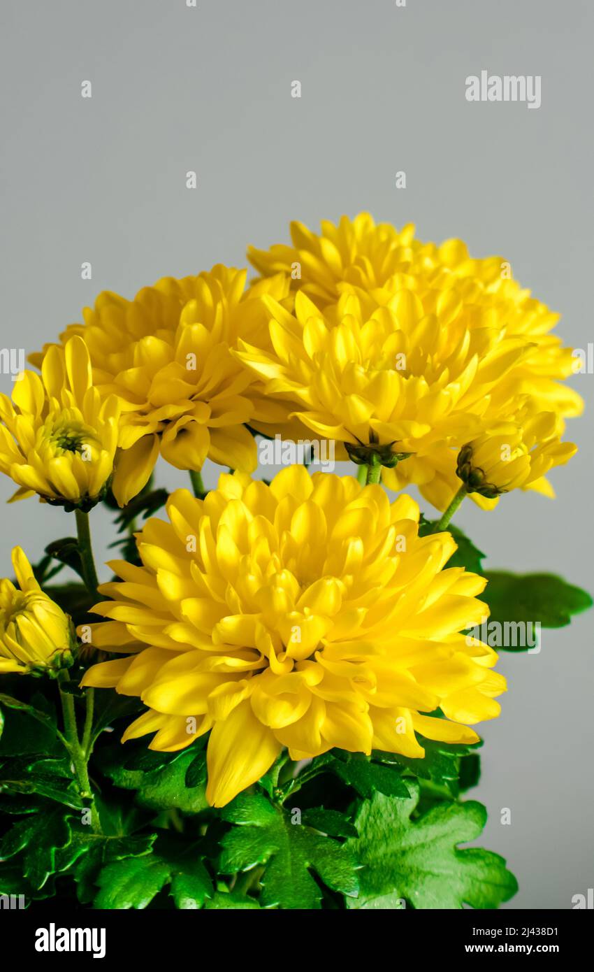 chrysanthemum, yellow flowers of the Asteraceae family Stock Photo Alamy
