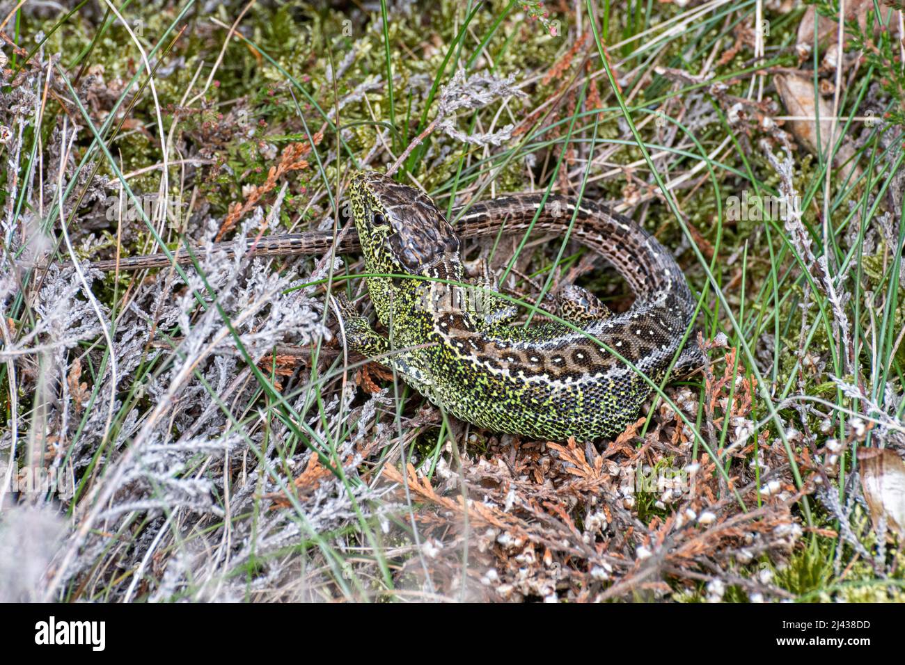 Male sand lizard (Lacerta agilis) in breeding colour on Surrey