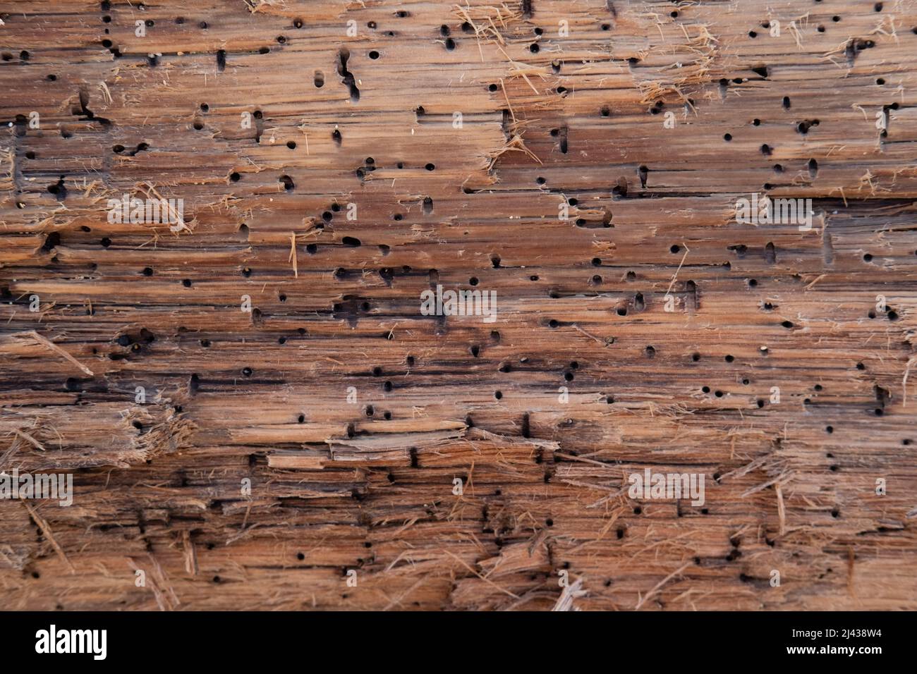 waterlogged wood texture Stock Photo Alamy