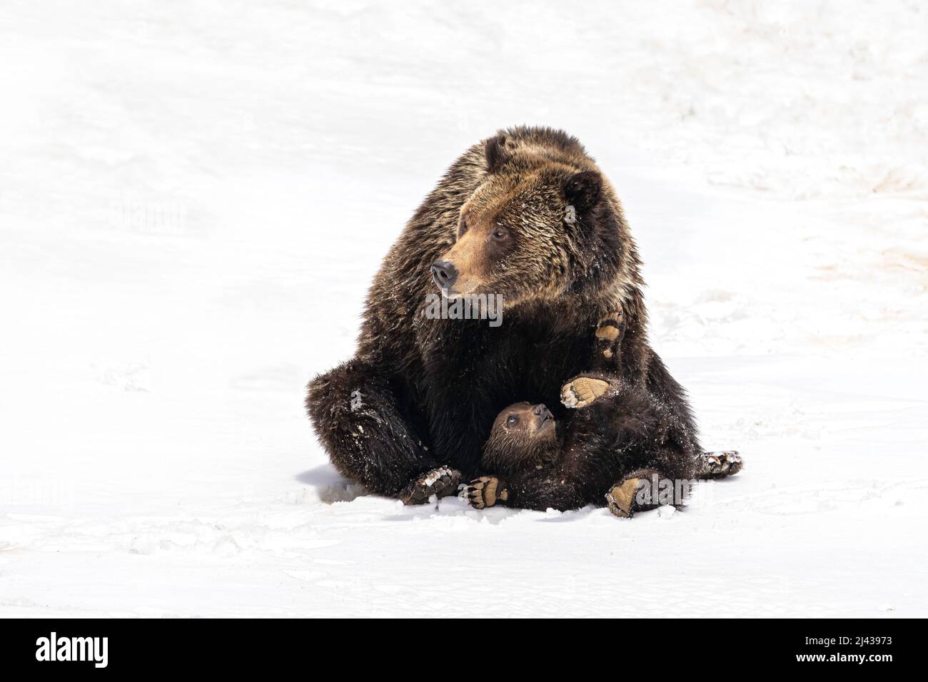 Grizzly Bear and Cub Stock Photo