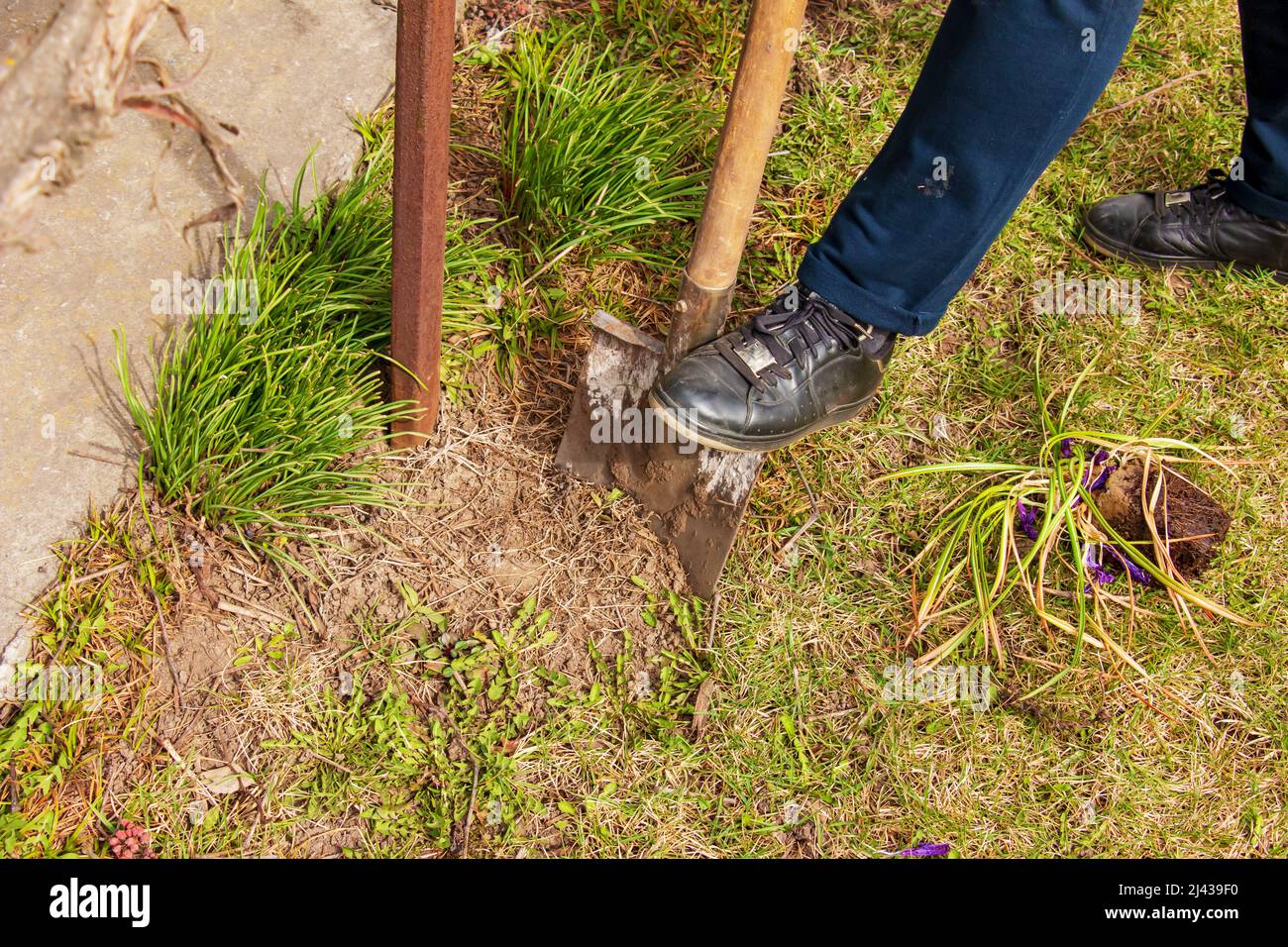 A woman wearing sneakers is digging a hole to plant a flower. Home garden care. Stock Photo